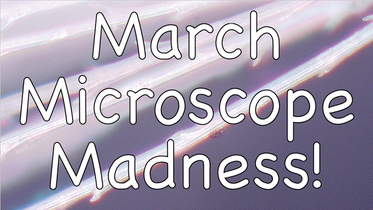 March Microscope Madness! (Week 1 - 2016)