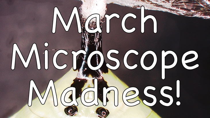 March Microscope Madness! (Week 2 - 2016)