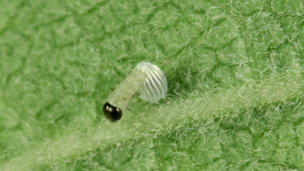 Monarch Butterfly Egg Hatching