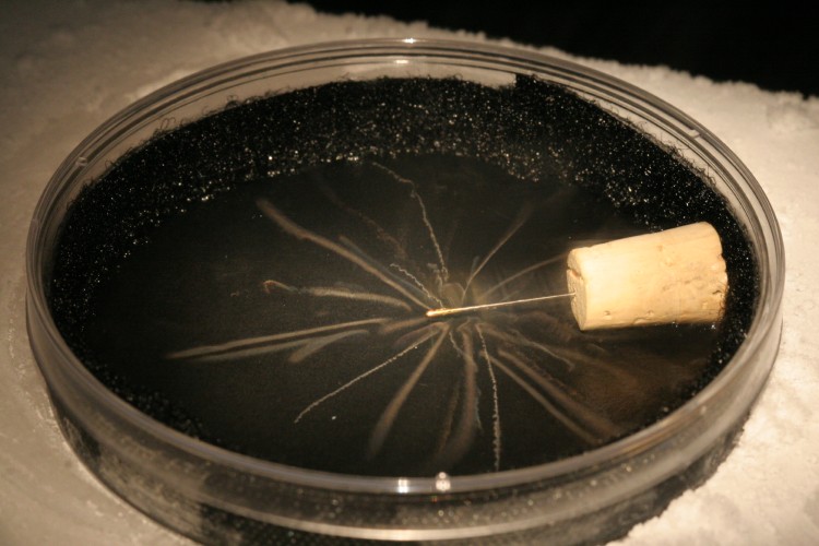 A cloud chamber showing the paths of alpha particles.